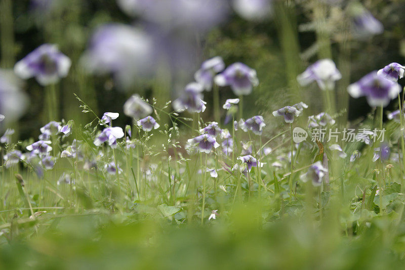 澳大利亚野花Viola Banksii